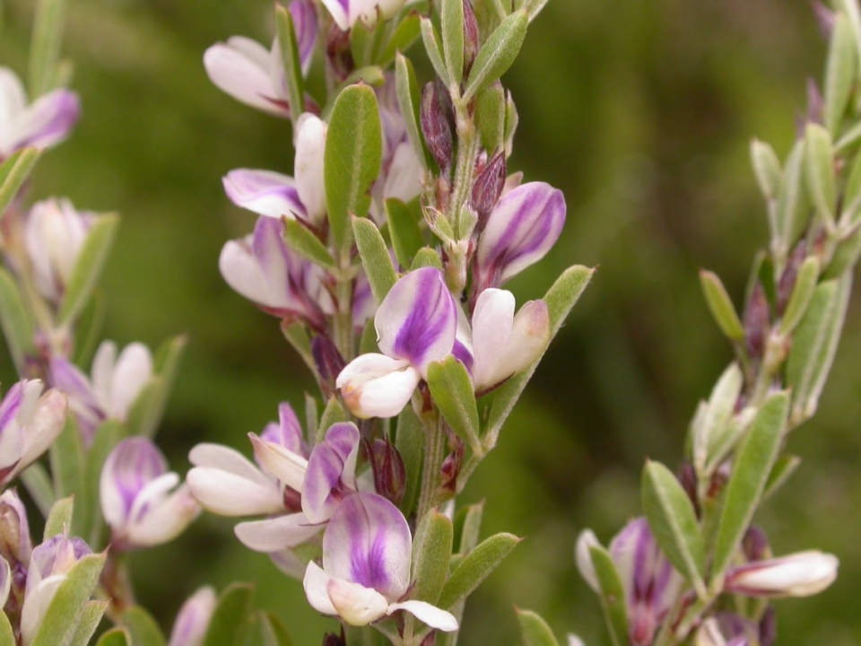 Lespedeza cuneata