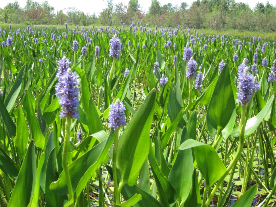 Pontederia cordata