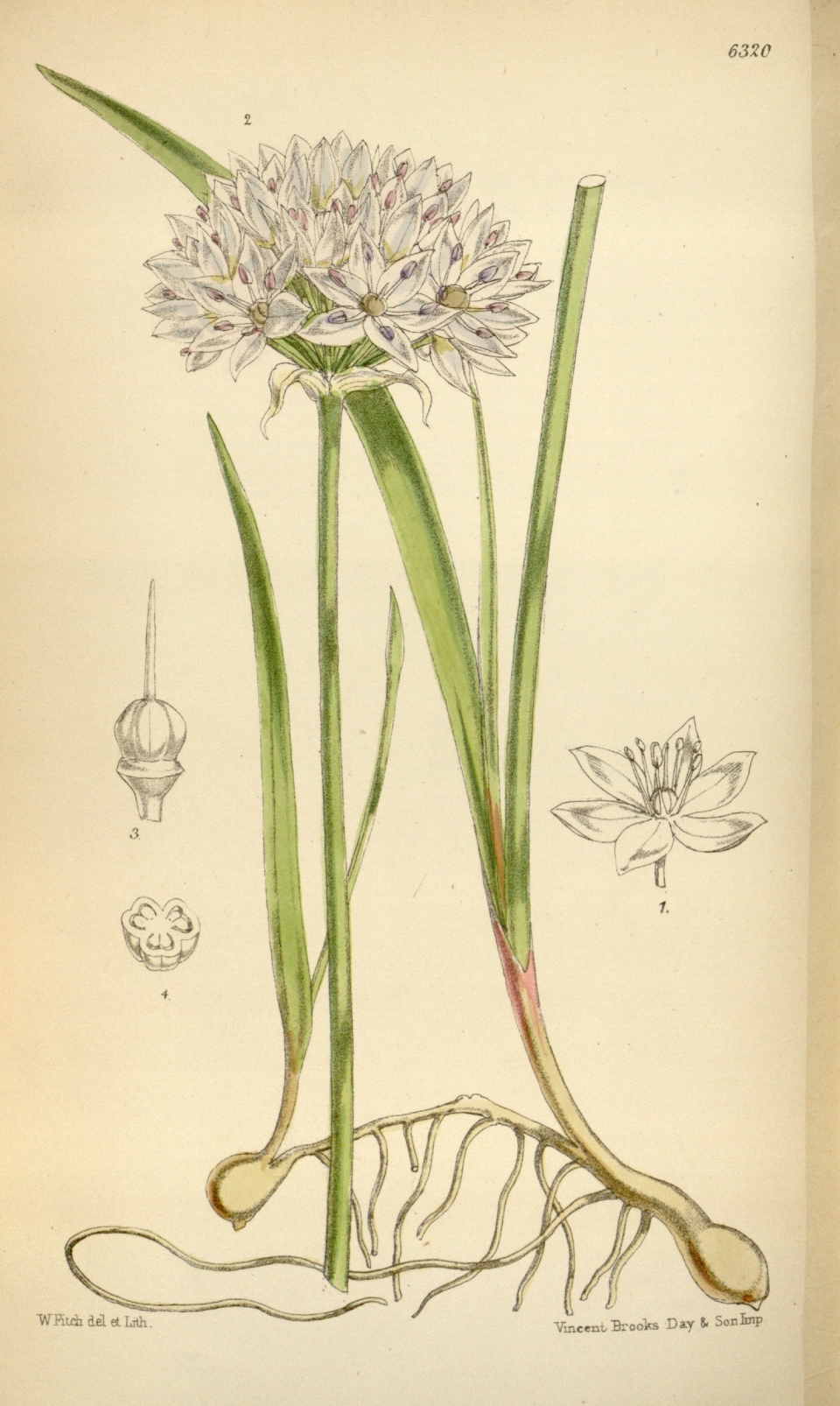 Allium unifolium