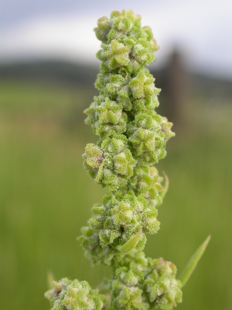 Chenopodium berlandieri