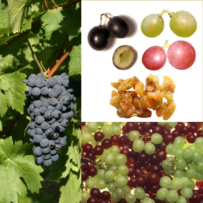 Vitis vinifera