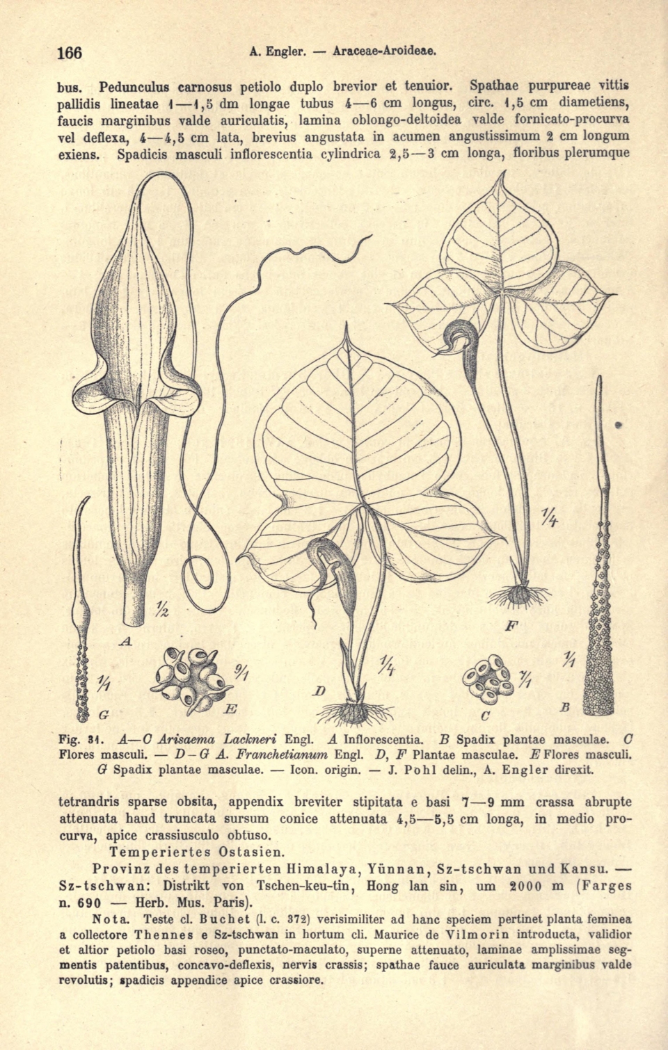 Arisaema franchetianum