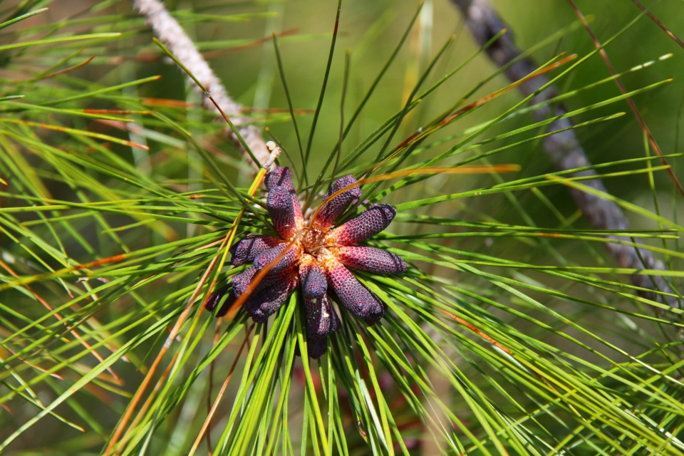 Pinus elliottii