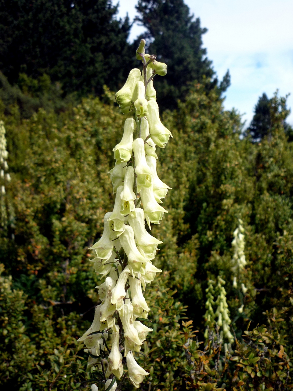 Aconitum vulparia