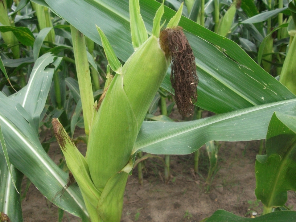 Zea mays