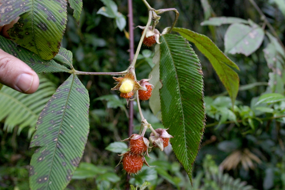 Rubus lineatus