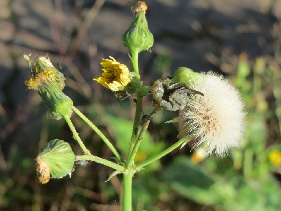 Sonchus asper