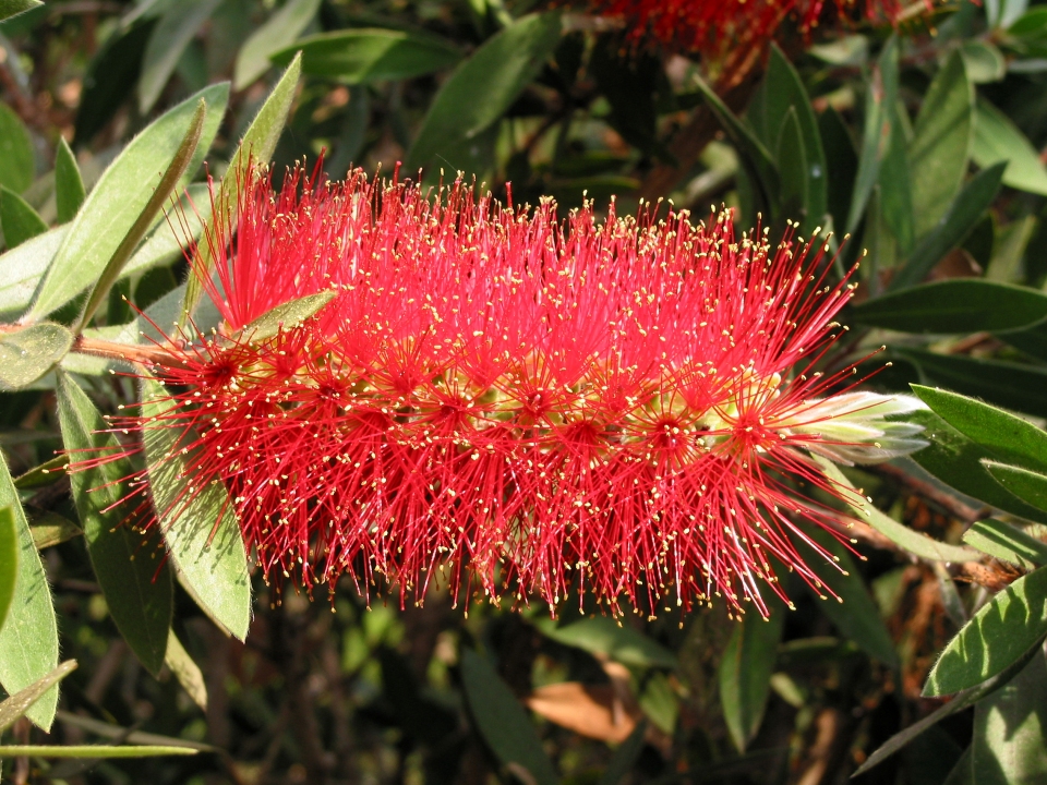 Callistemon citrinus