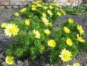 Adonis vernalis