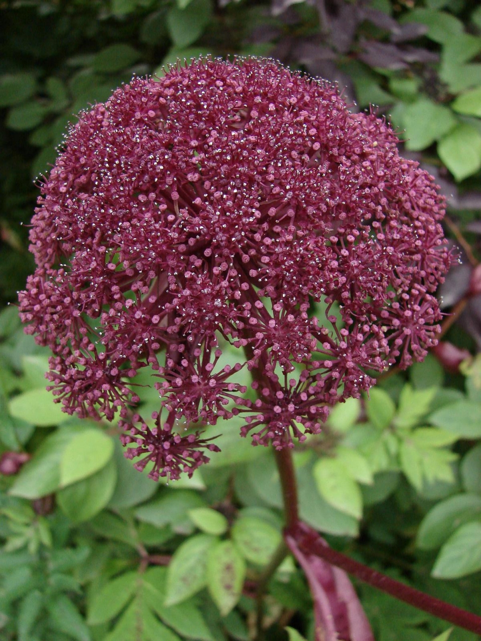 Angelica gigas