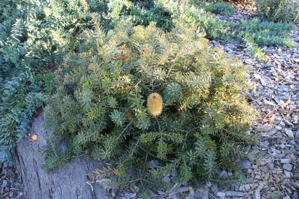 Banksia marginata