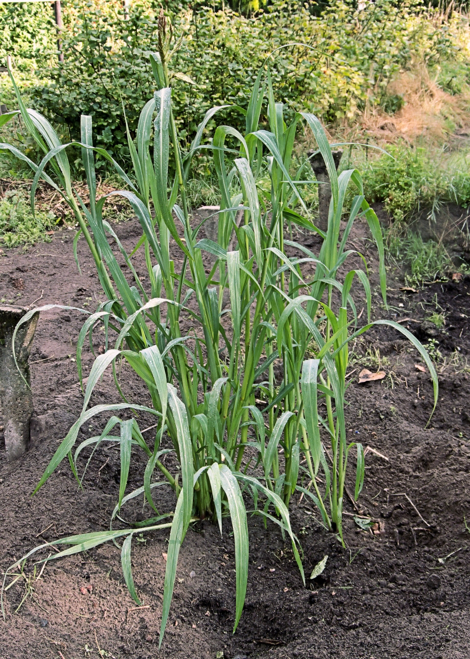 Echinochloa crus-galli