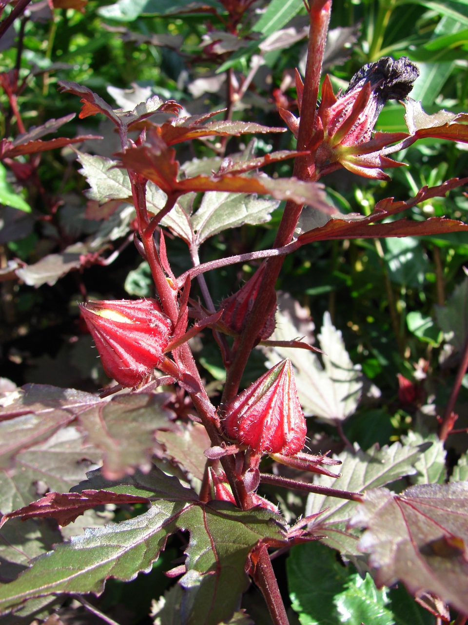 Hibiscus acetosella