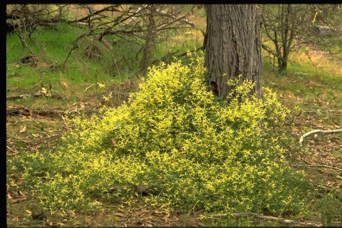 Clematis microphylla