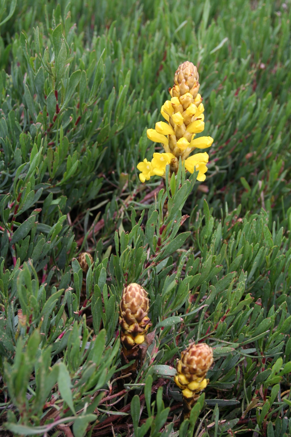 Cistanche phelypaea