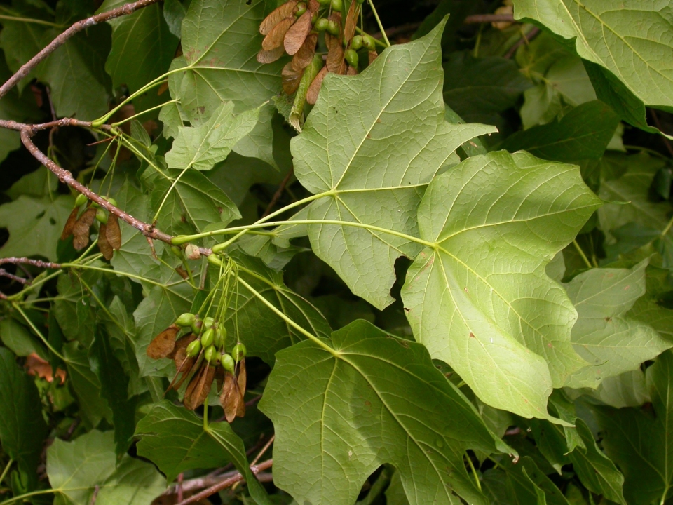 Acer saccharum nigrum