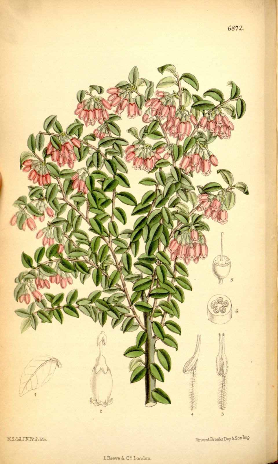 Vaccinium floribundum