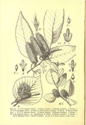 Betula kweichowensis