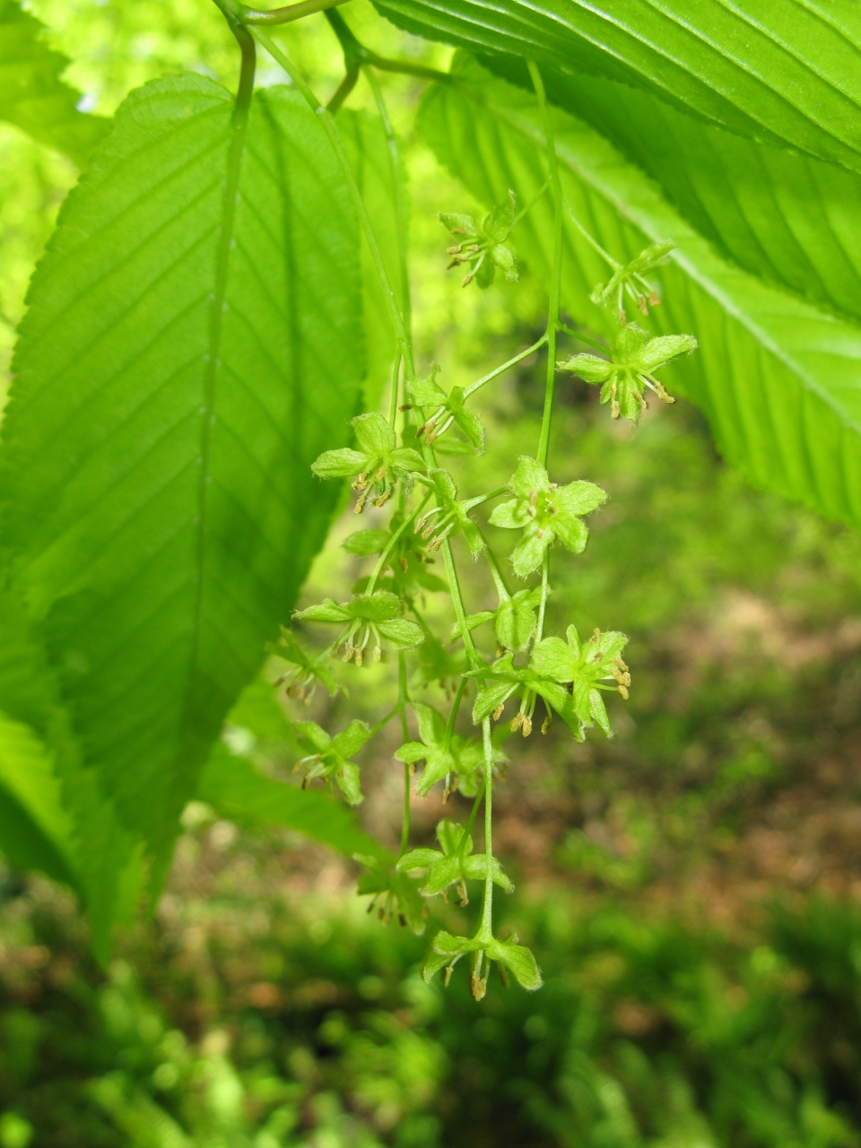 Acer carpinifolium