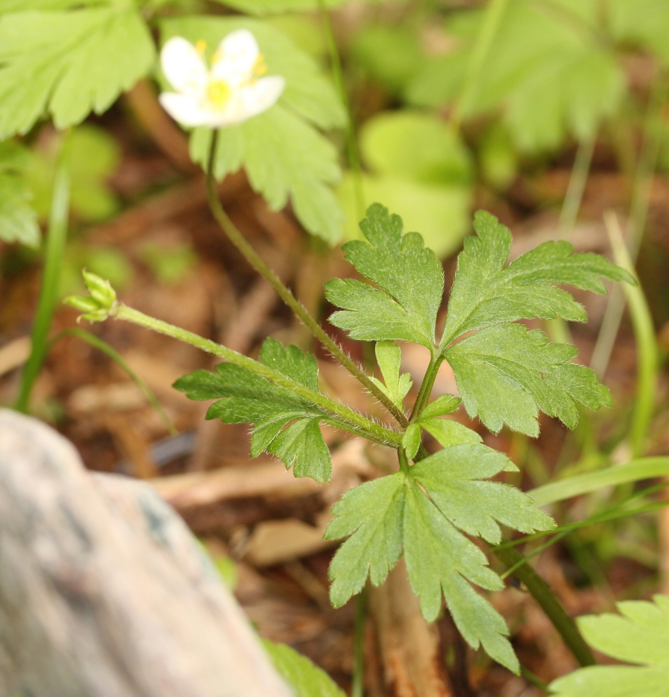 Anemone stolonifera