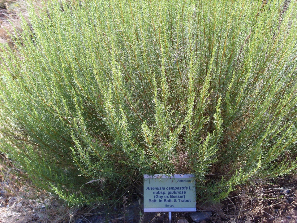 Artemisia campestris