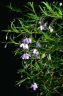 Billardiera heterophylla