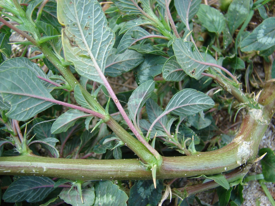 Amaranthus spinosus