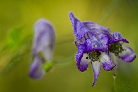 Aconitum volubile