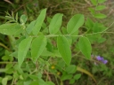 Vicia pseudo-orobus