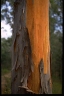 Eucalyptus propinqua