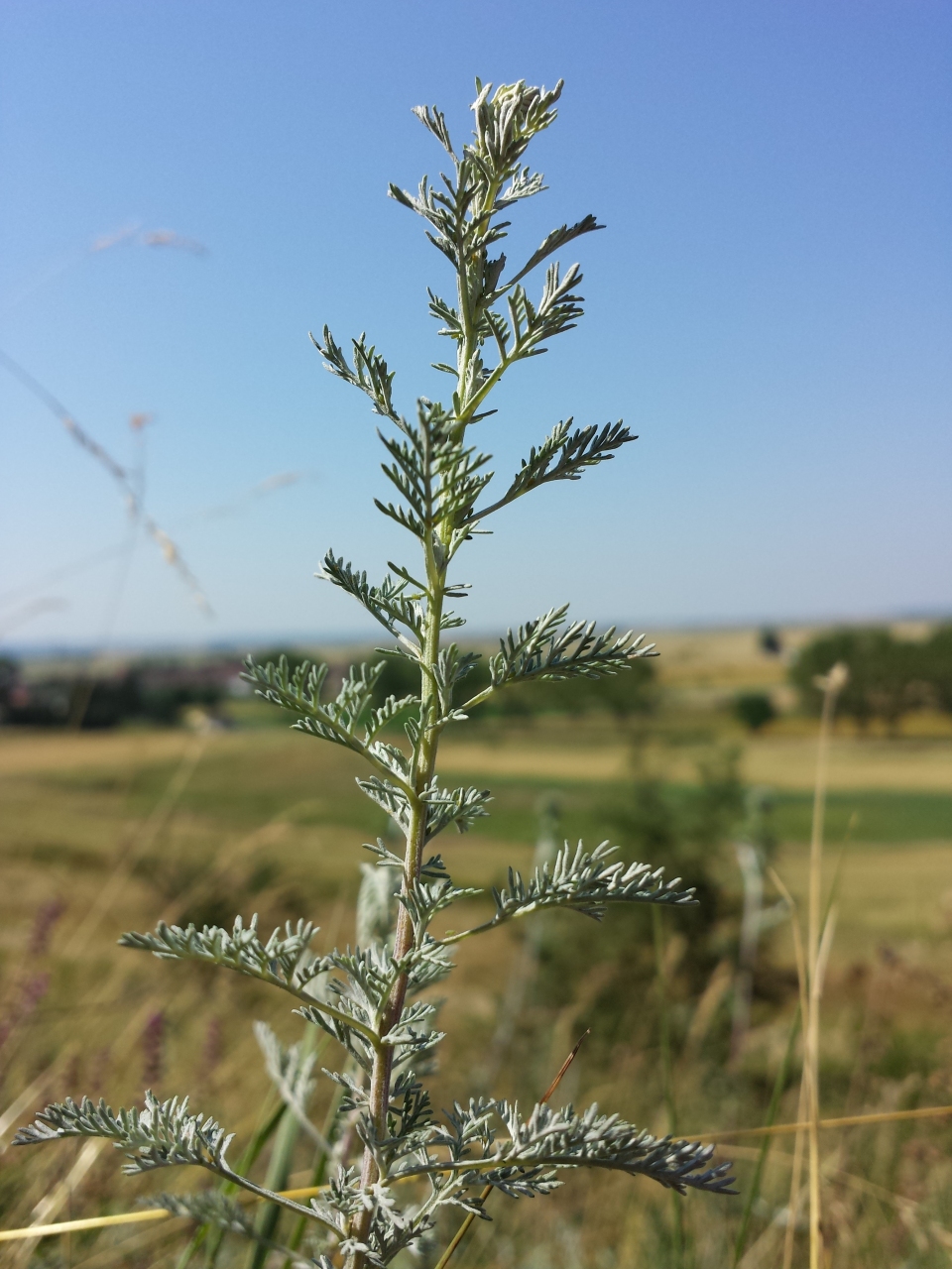 Artemisia Pontica как перевести