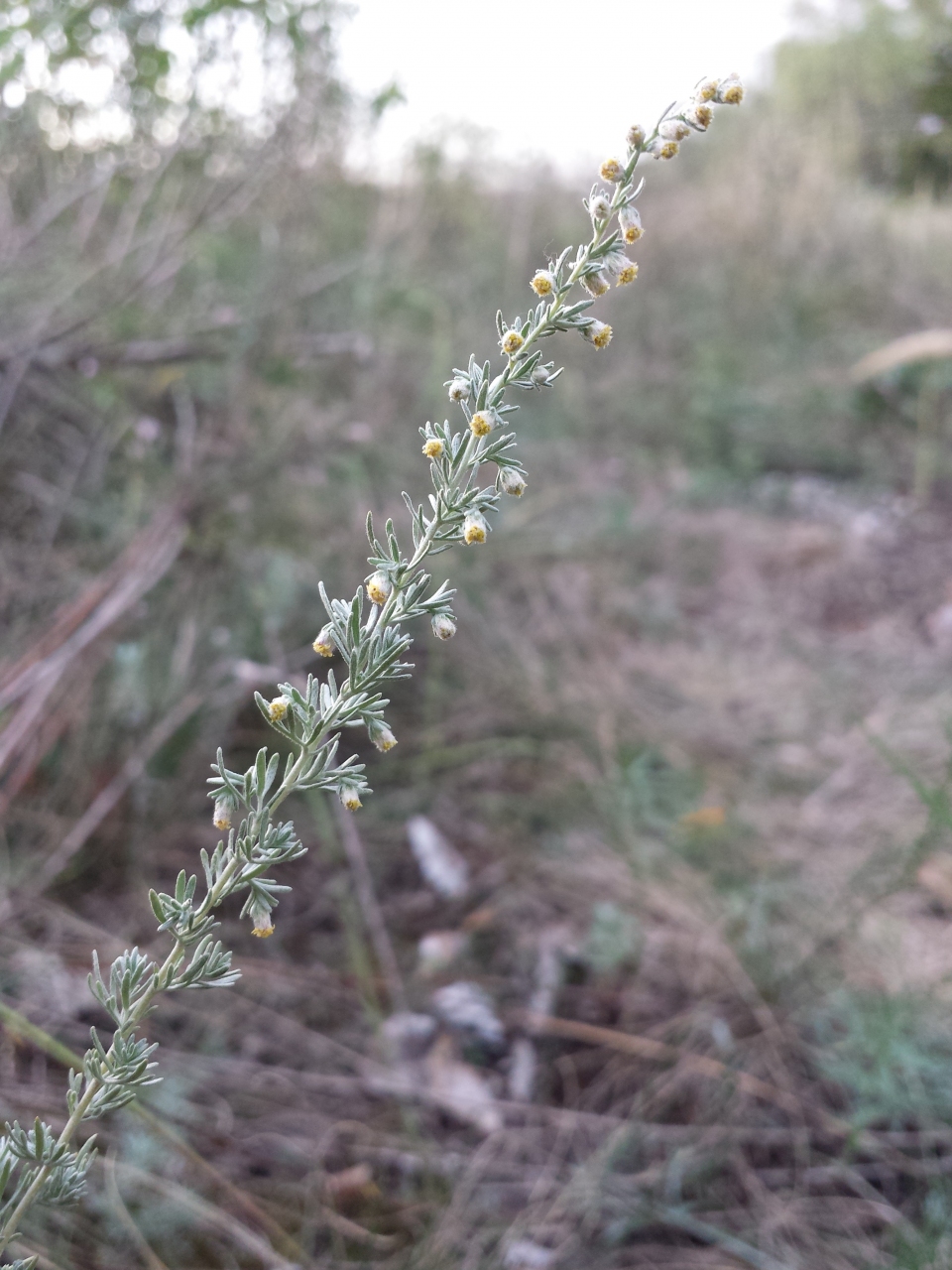 Artemisia austriaca