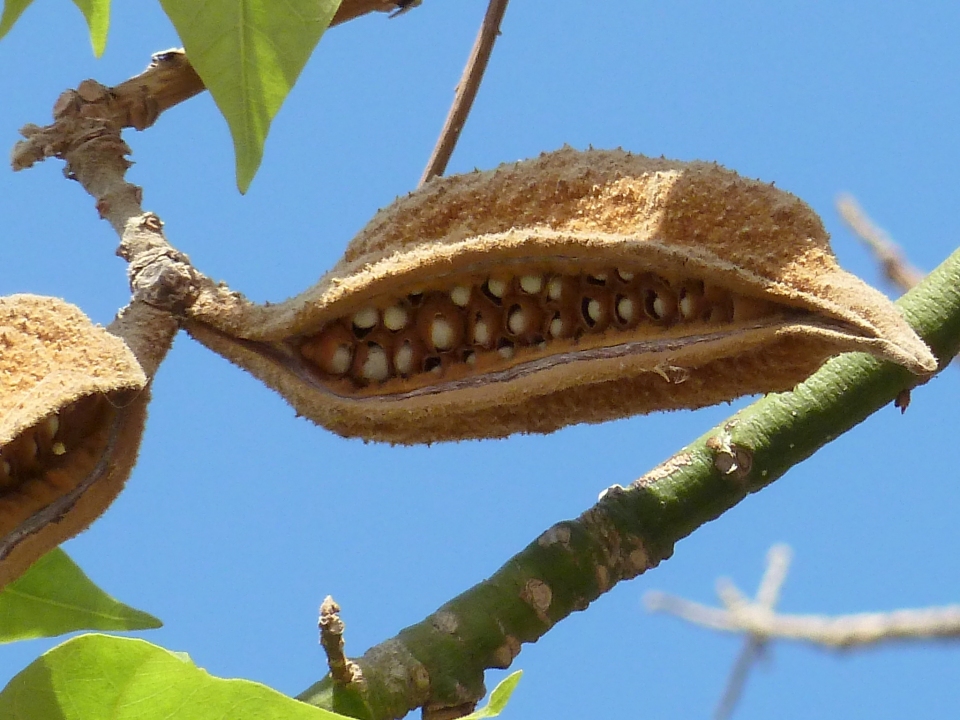 Brachychiton discolor