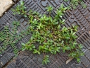 Portulaca oleracea