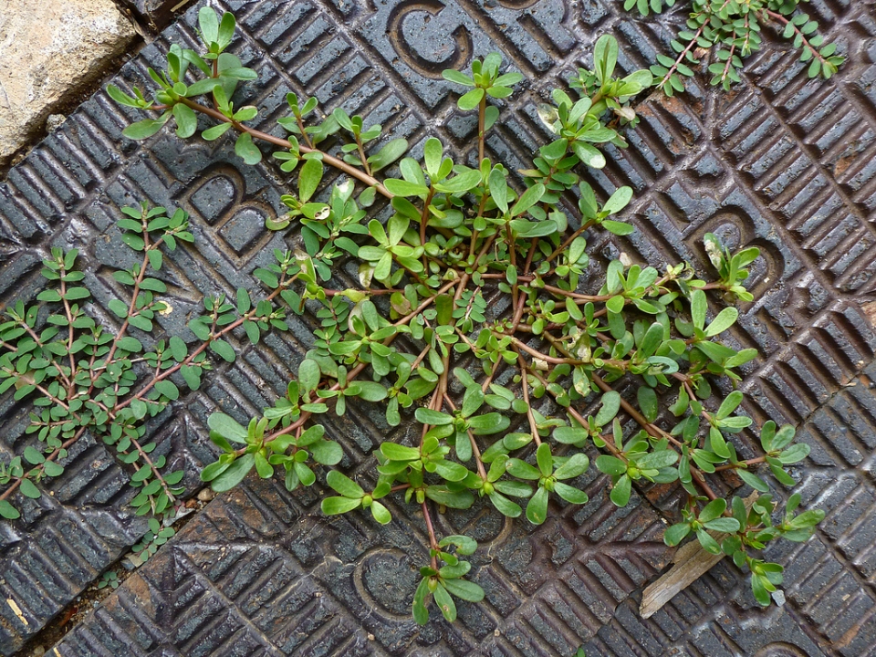Portulaca oleracea