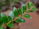 Gaultheria myrsinoides