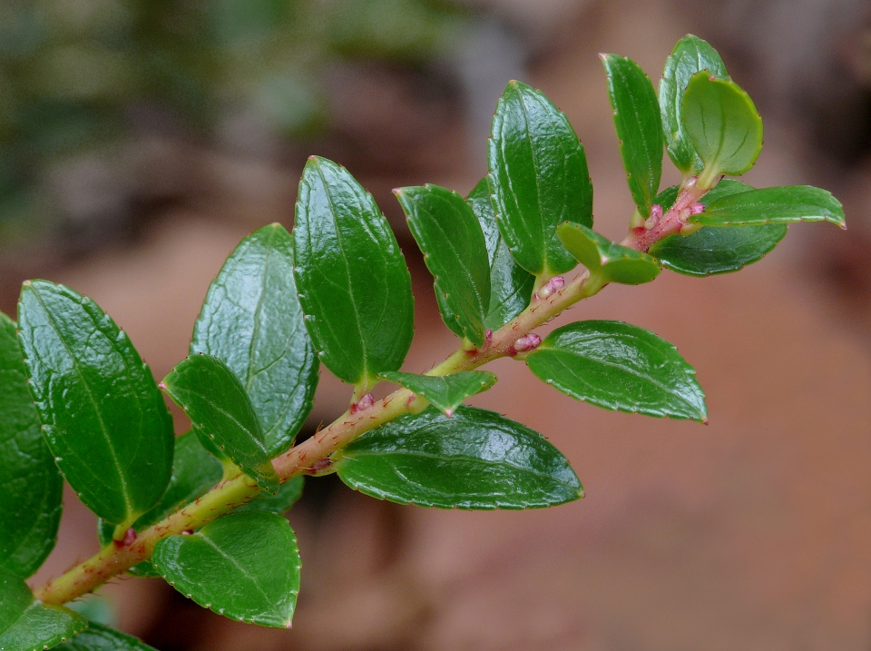 Gaultheria myrsinoides