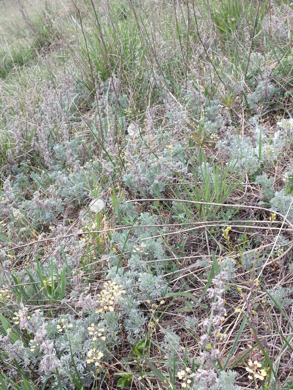 Artemisia austriaca