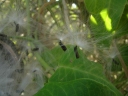 Araujia sericifera