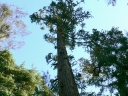 Cunninghamia lanceolata
