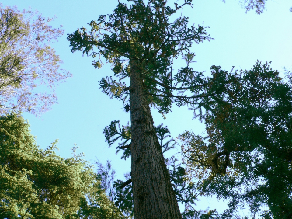 Cunninghamia lanceolata