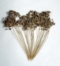 Anethum graveolens