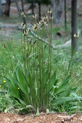 Plantago lanceolata