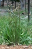 Plantago lanceolata