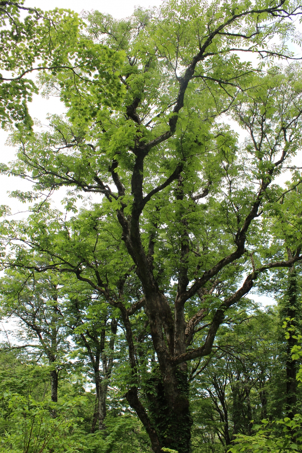 Aesculus turbinata