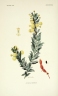 Acacia paradoxa