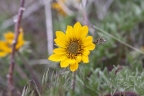 Balsamorhiza hookeri