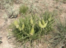 Asclepias asperula