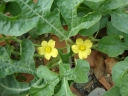 Citrullus lanatus