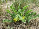 Astragalus exscapus